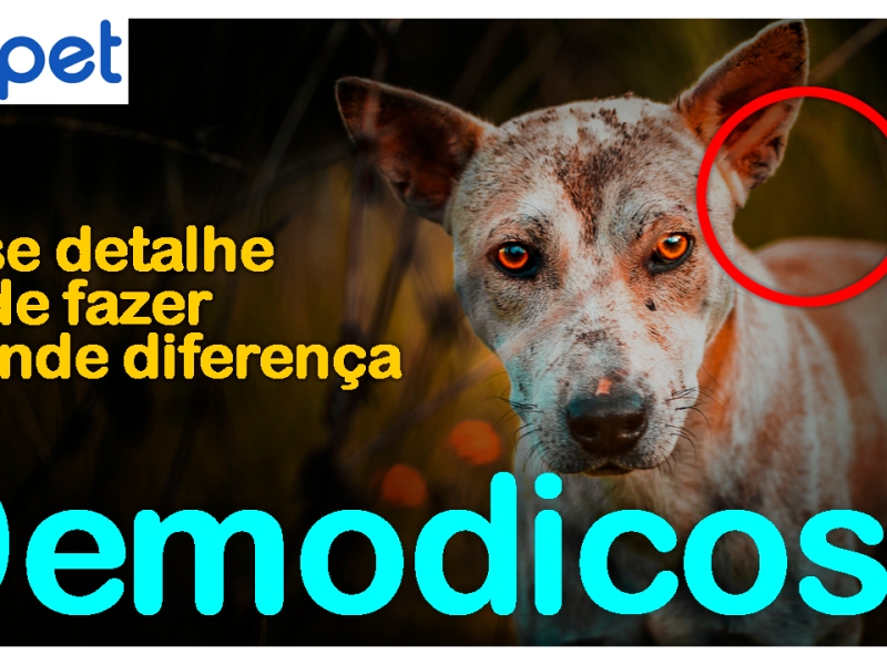 Demodicose - sarna dermodécica O que é e como tratar sarna demodécica em cachorro?